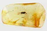 Detailed Fossil False Flower Beetle (Scraptiidae) in Baltic Amber #367399-1